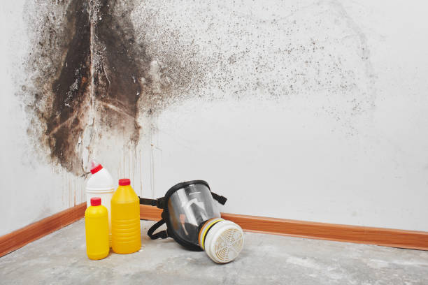 Professional Mold Removal in Crystal River, FL