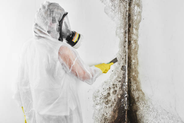 Best Commercial Mold Removal  in Crystal River, FL