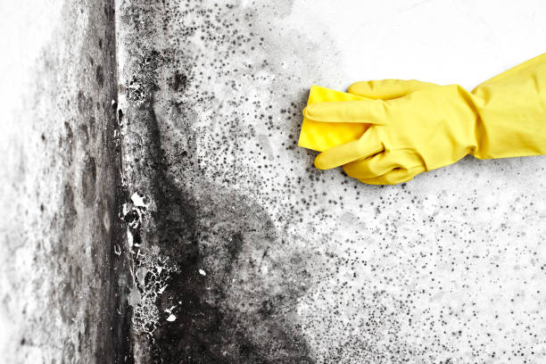 Best Toxic Mold Removal  in Crystal River, FL