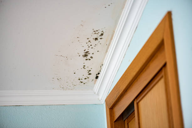 Best Office Mold Removal Services  in Crystal River, FL