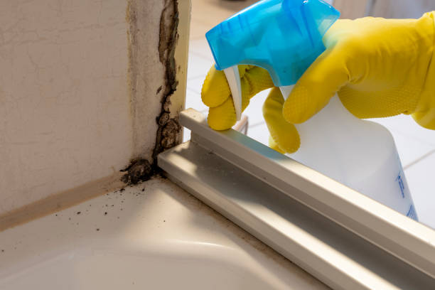 Best Mold Cleaning Services  in Crystal River, FL