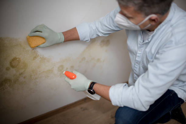Best Mold Remediation  in Crystal River, FL