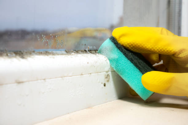 Best Residential Mold Removal  in Crystal River, FL