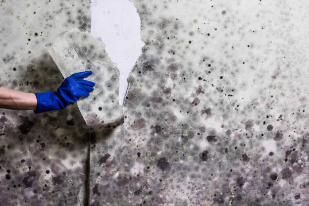Best Emergency Mold Removal  in Crystal River, FL