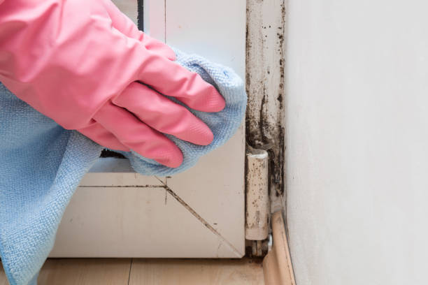 Best Black Mold Removal  in Crystal River, FL