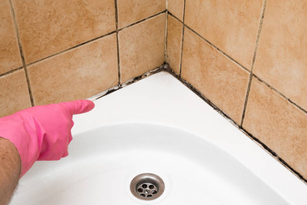 Best Commercial Mold Removal  in Crystal River, FL